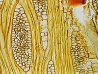 Tangential section