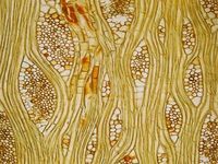 Tangential section