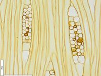 Tangential section