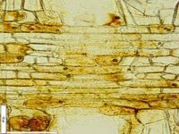 Tangential section