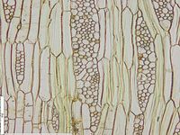 Tangential section