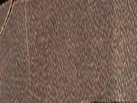 Transversal view of wood