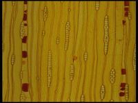 Tangential section