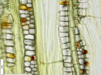 Tangential section