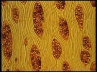 Tangential section