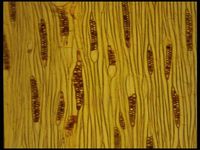 Tangential section