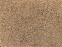 Transversal view of wood