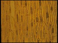 Tangential section