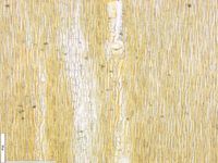 Tangential section