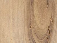 Transversal view of wood