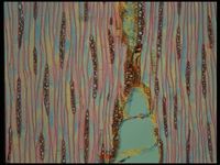 Tangential section