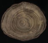 Scan transversal view