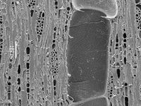 Tangential section