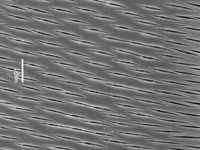 Tangential section