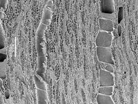 Tangential section