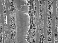 Tangential section