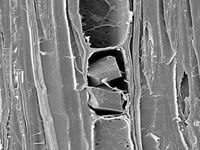 Tangential section