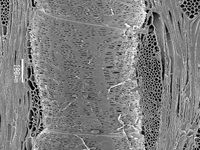 Tangential section