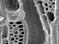 Tangential section