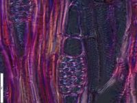 Tangential section