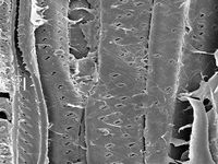 Tangential section