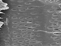 Tangential section