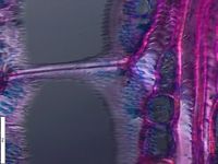 Tangential section