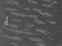 Tangential section
