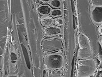 Tangential section