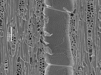 Tangential section