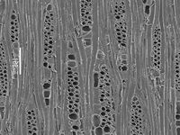 Tangential section