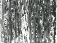 Tangential section