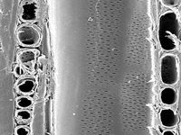 Tangential section