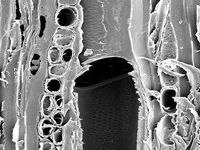 Tangential section