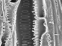 Tangential section