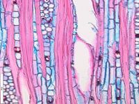 Tangential section