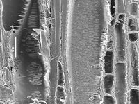 Tangential section