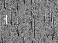 Tangential section