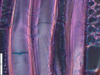 Tangential section