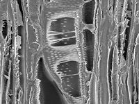 Tangential section