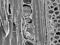 Tangential section