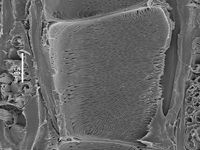 Tangential section