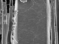 Tangential section