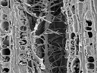 Tangential section