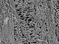 Tangential section