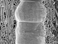 Tangential section