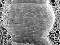 Tangential section