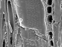 Tangential section