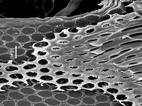 Tangential section