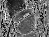 Tangential section